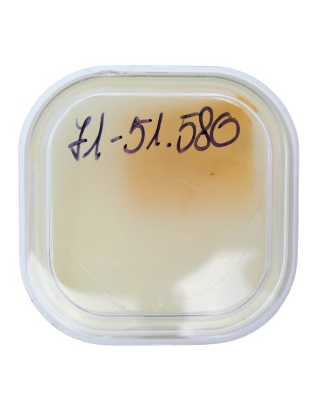 Blancpain 71 - 51.080 Tirette assemblée (à l'unité) - Setting lever (per unit)