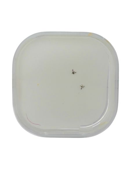 Blancpain 71 - 52.053 Cliquet d'arrêt (à l'unité) - Stop click (per unit)