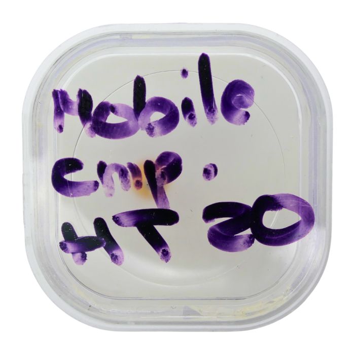 Blancpain 1185 - Cartier 205 - Audemars Piguet 2985 - Mobile compteur de minutes (à l'unité) - Minute-counting wheel (per unit)