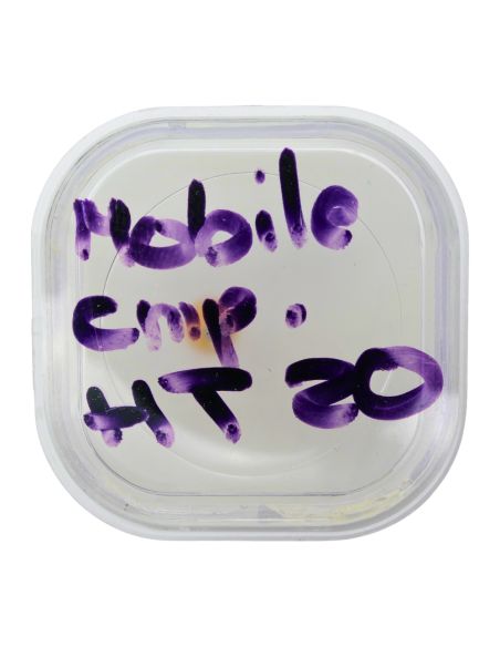 Blancpain 1185 - Cartier 205 - Audemars Piguet 2985 - Mobile compteur de minutes (à l'unité) - Minute-counting wheel (per unit)