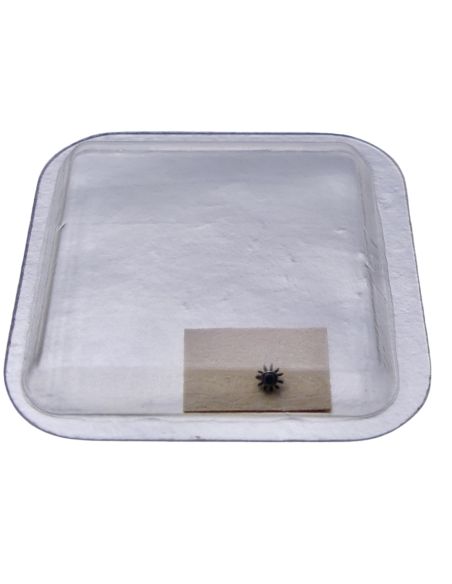Rolex 2030 - 4444 Pignon baladeur - Wig-wag pinion